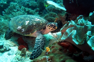 Eretmochelys imbricata