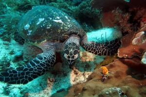 Eretmochelys imbricata