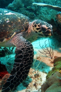 Eretmochelys imbricata