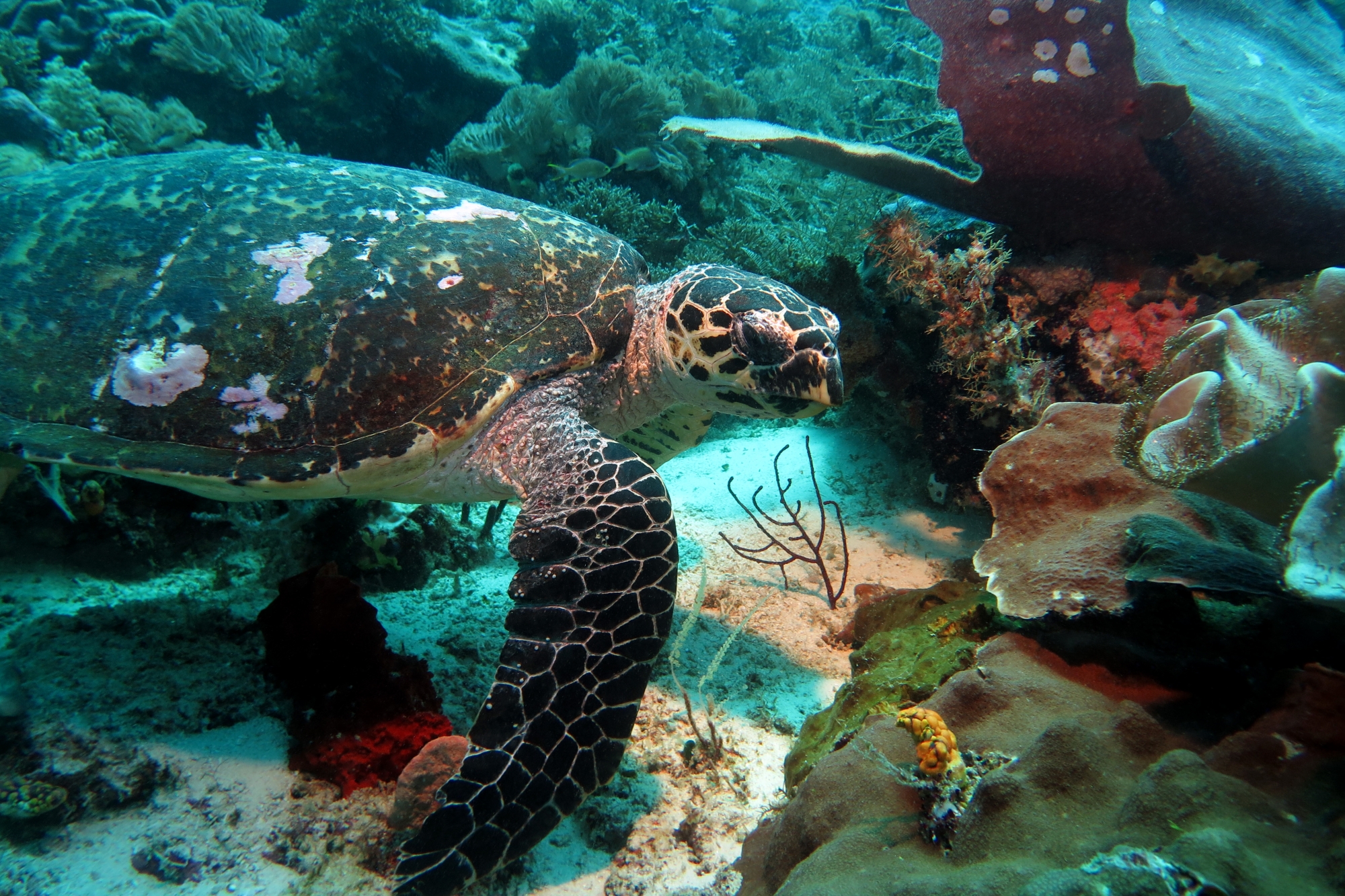 Eretmochelys imbricata