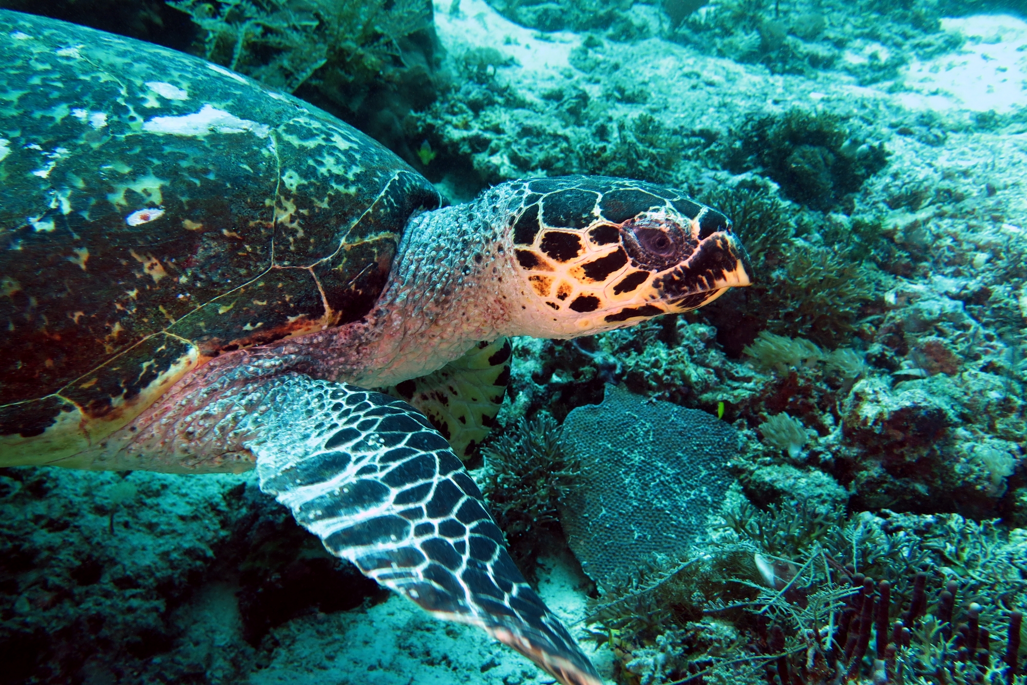 Eretmochelys imbricata