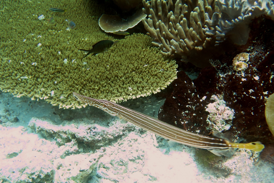 Aulostomus chinensis, Chromis opercularis