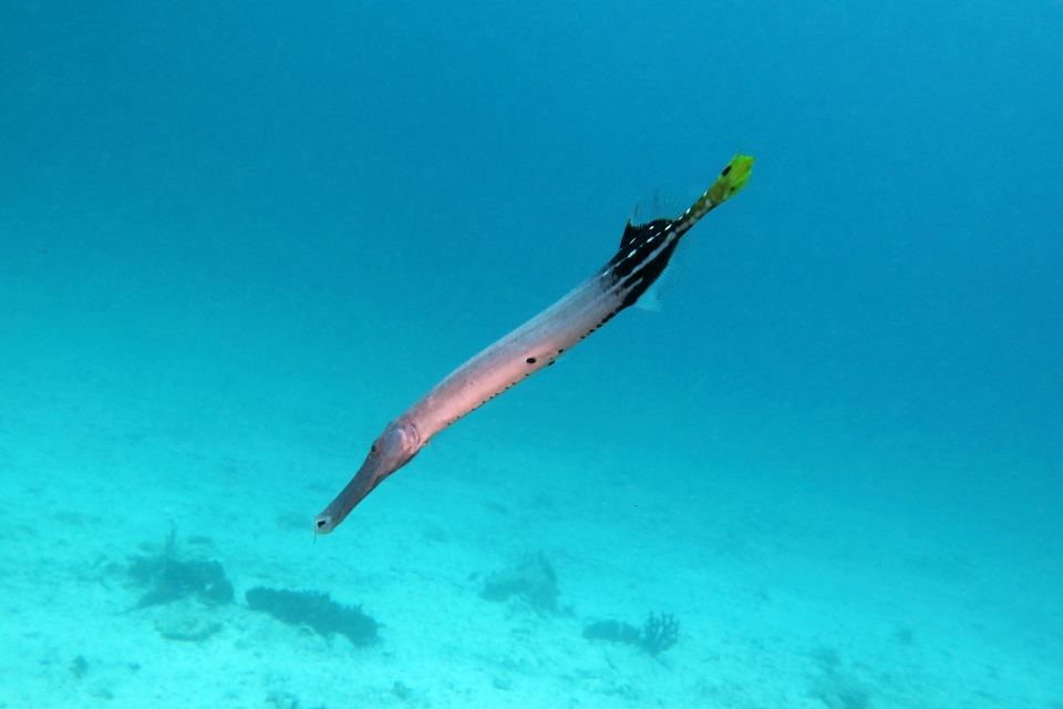 Aulostomus chinensis