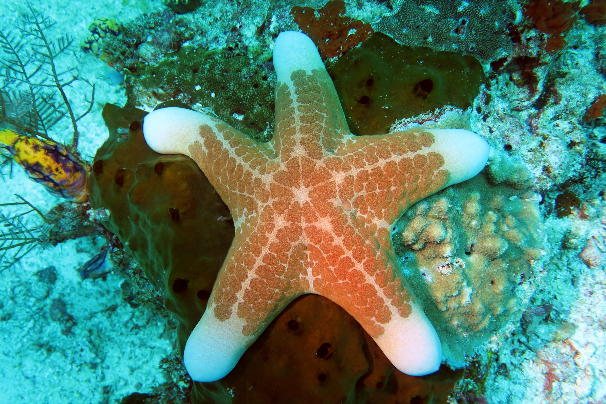 Choriaster granulatus