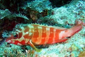 Epinephelus fasciatus