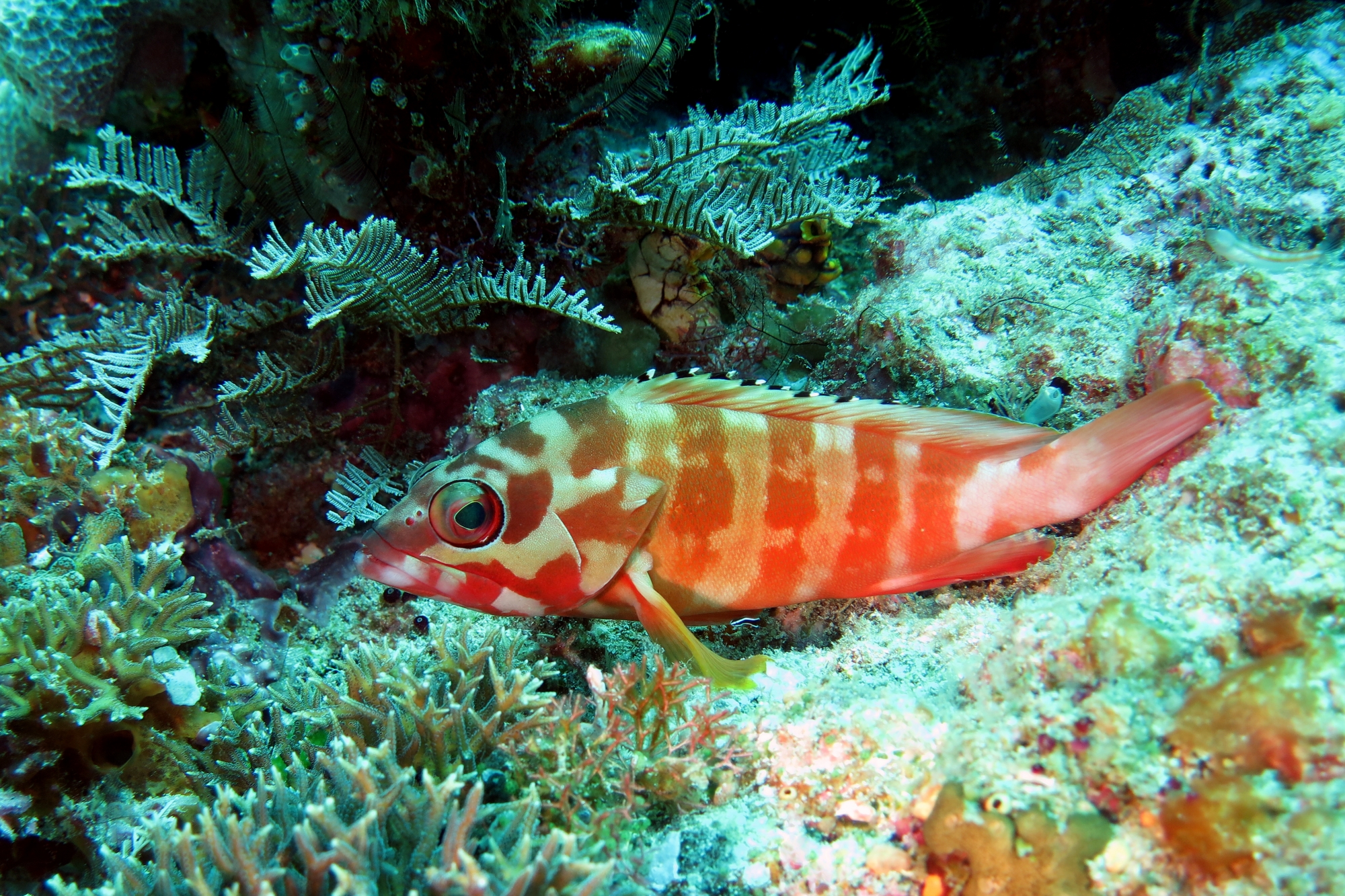 Epinephelus fasciatus