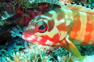 Epinephelus fasciatus