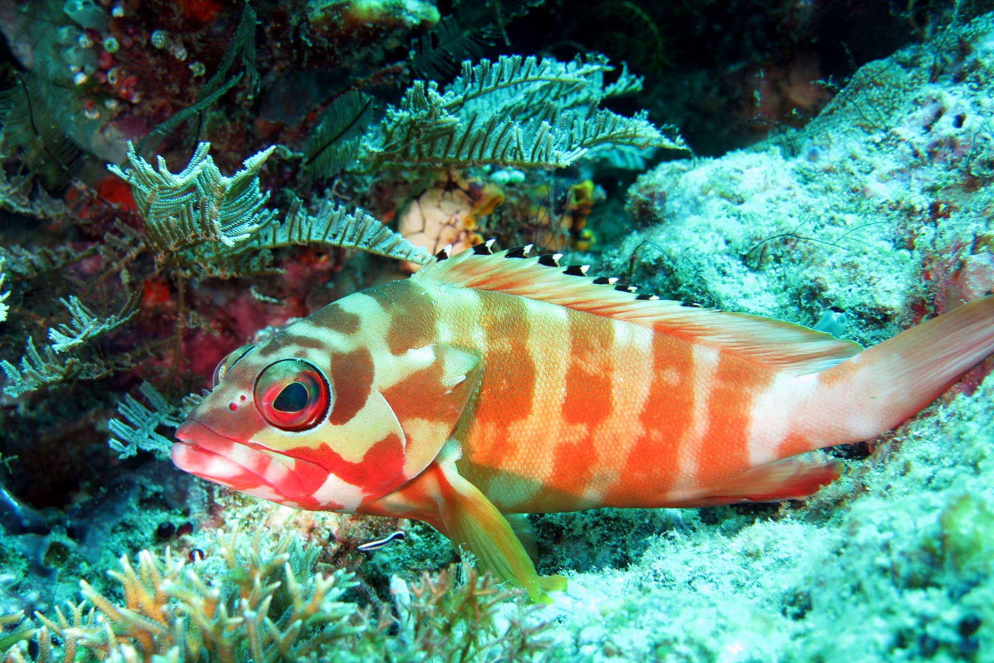 Epinephelus fasciatus