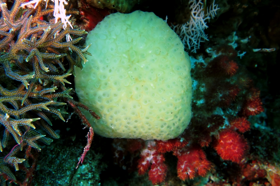 Ascidie à déterminée, Seriatopora hystrix