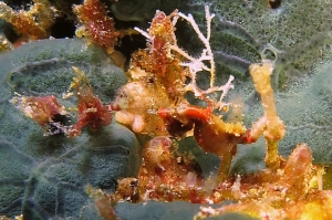 Hippocampus severnsi