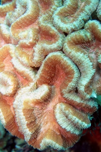 Lobophyllia hemprichii