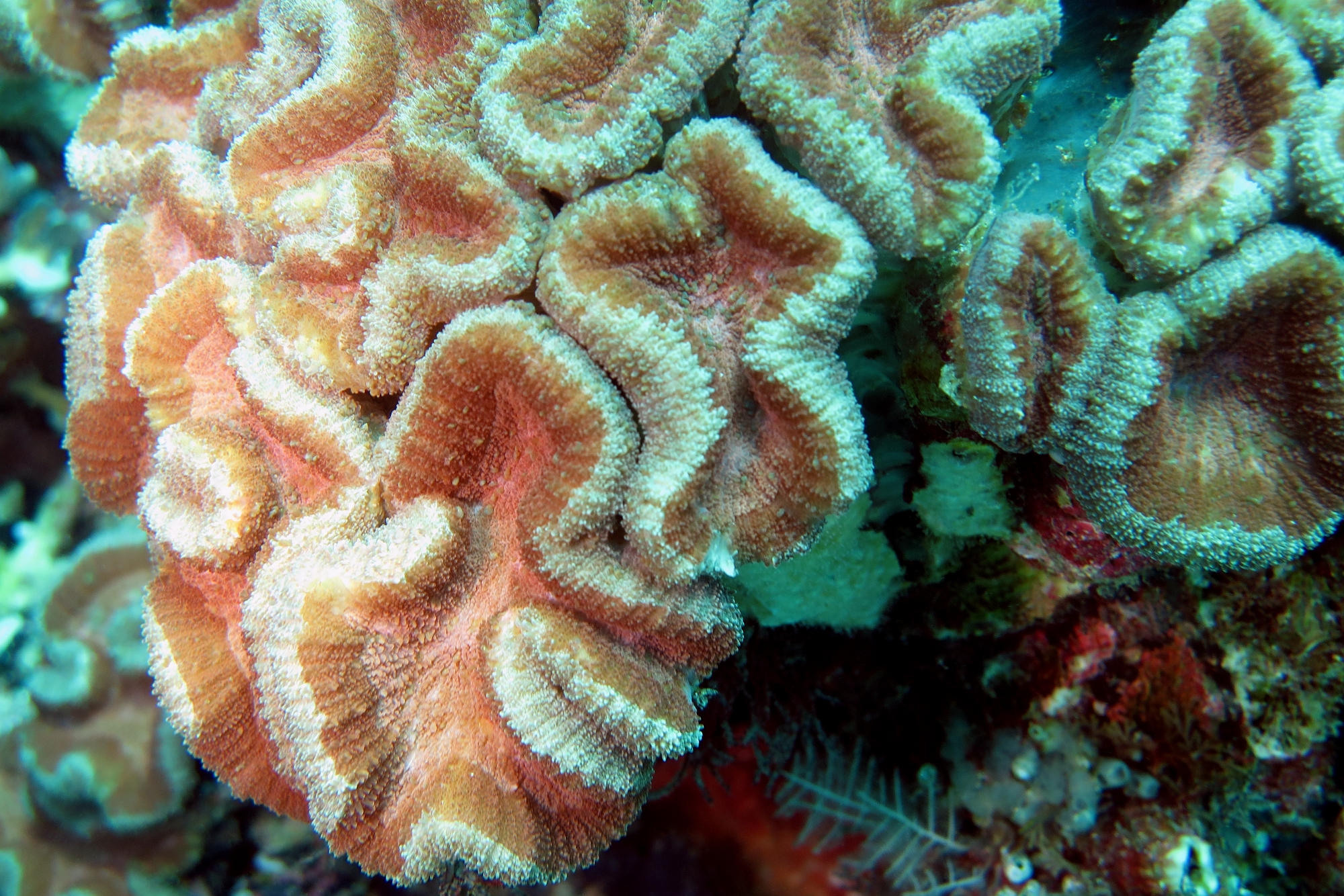 Lobophyllia hemprichii