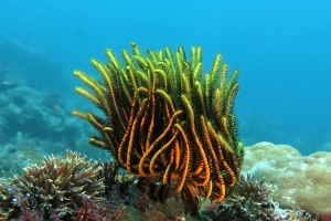 Anneissia (Oxycomanthus) bennetti