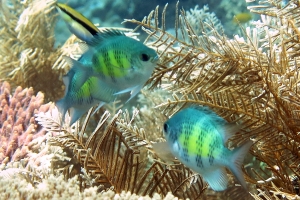 Amblyglyphidodon curacao