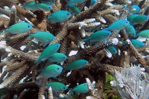 Chromis viridis, Neopomacentrus filamentosus