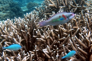 Chromis viridis, Scarus forsteni