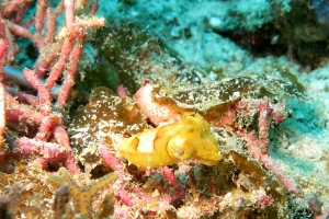 Sépia aculeata