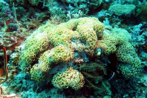 Euphyllia ancora