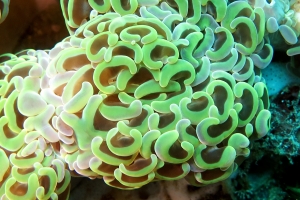 Euphyllia ancora