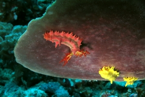 Colochirus robustus