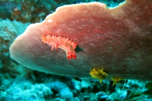 Colochirus robustus