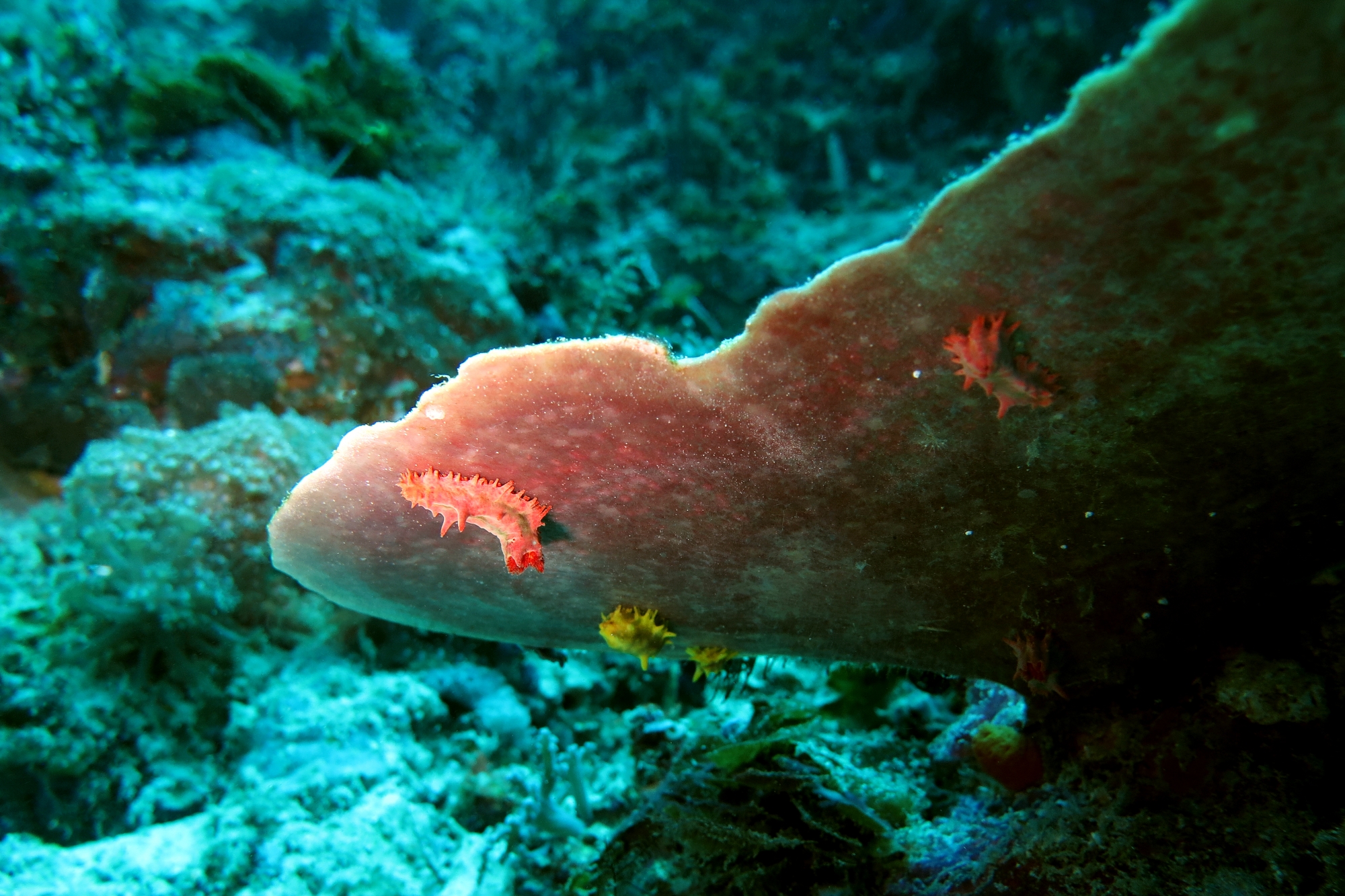 Colochirus robustus