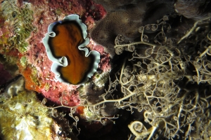 Spot  "Lagoon" - Pseudoceros sp., Astroboa nuda