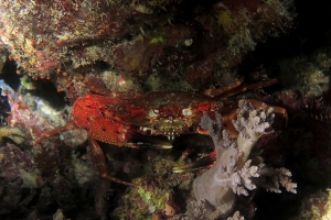 Charybdis paucidentata