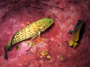 Cephalopholis cyanostigma, Chaetodon kleinii, Xestospongia testudinaria