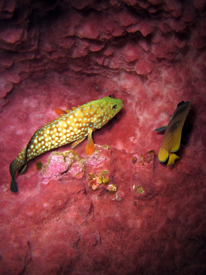 Cephalopholis cyanostigma, Chaetodon kleinii, Xestospongia testudinaria