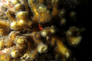 Pocillopora verrucosa