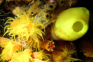 Dendrophyllia ou Tubastraea, Phallusia julinea