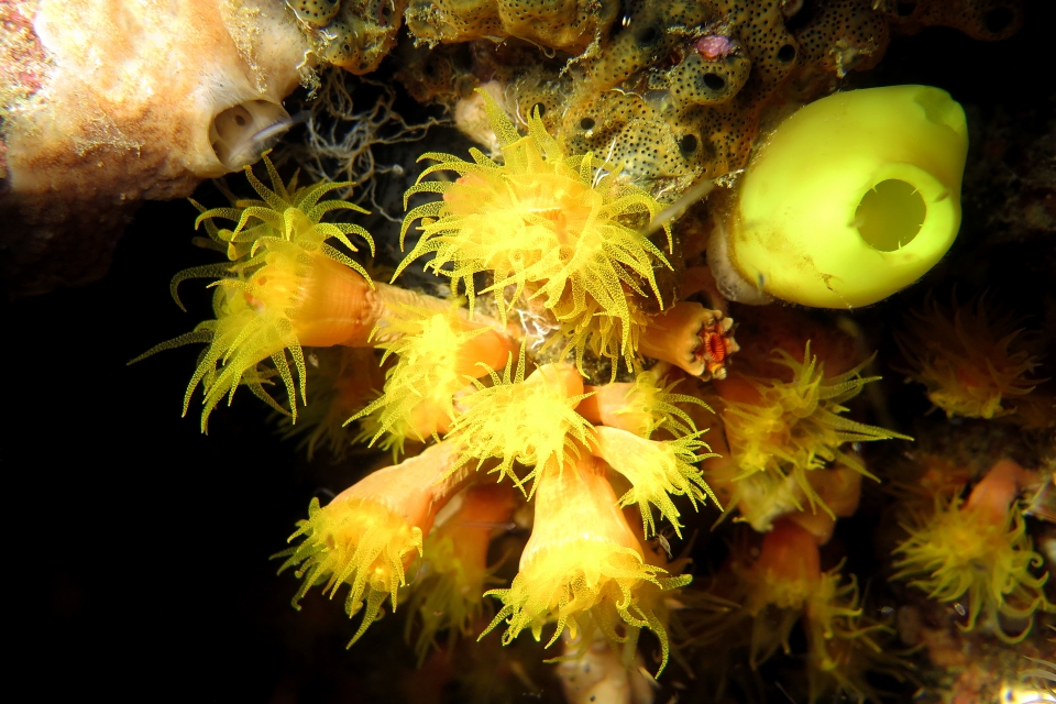 Dendrophyllia ou Tubastraea, Phallusia julinea