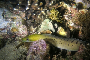 Gymnothorax fimbriatus, Pavona clavus