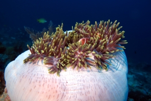 Heteractis magnifica, Amphiprion perideraion