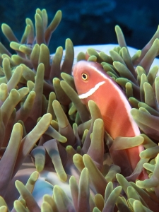 Amphiprion perideraion, Heteractis magnifica