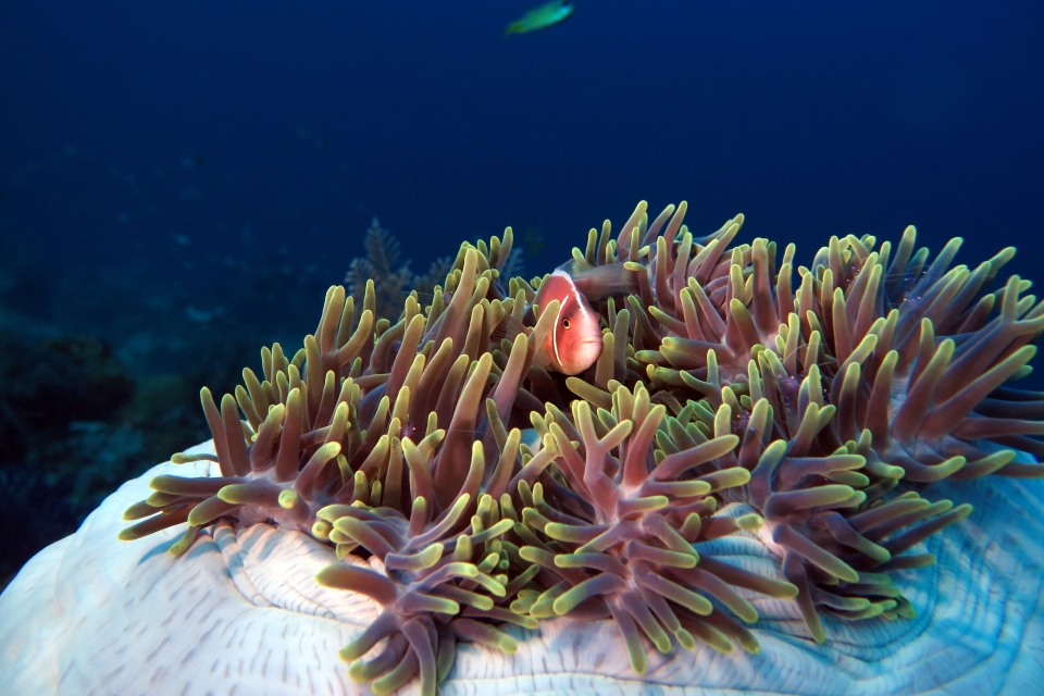 Heteractis magnifica, Amphiprion perideraion