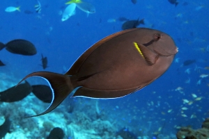 Acanthurus nigricauda