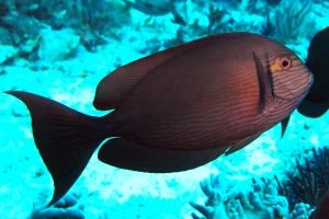 Acanthurus mata