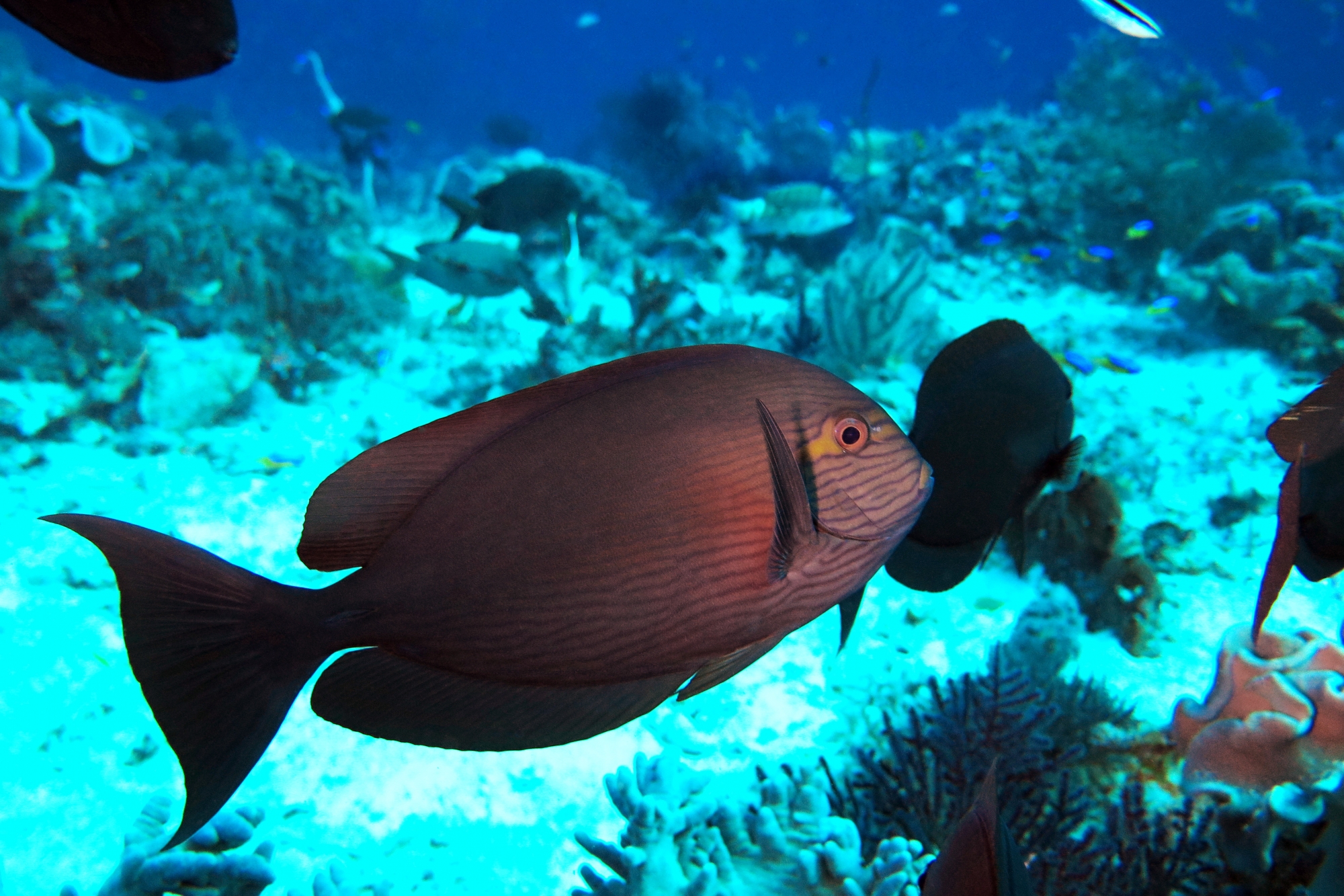 Acanthurus mata