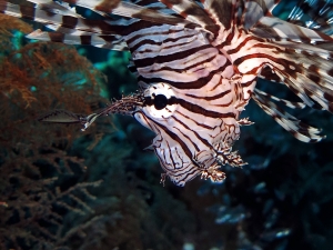 Pterois miles