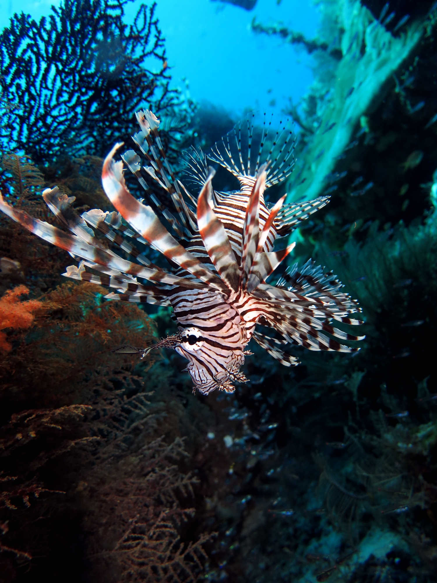 Pterois miles