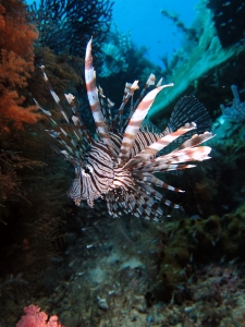 Pterois miles