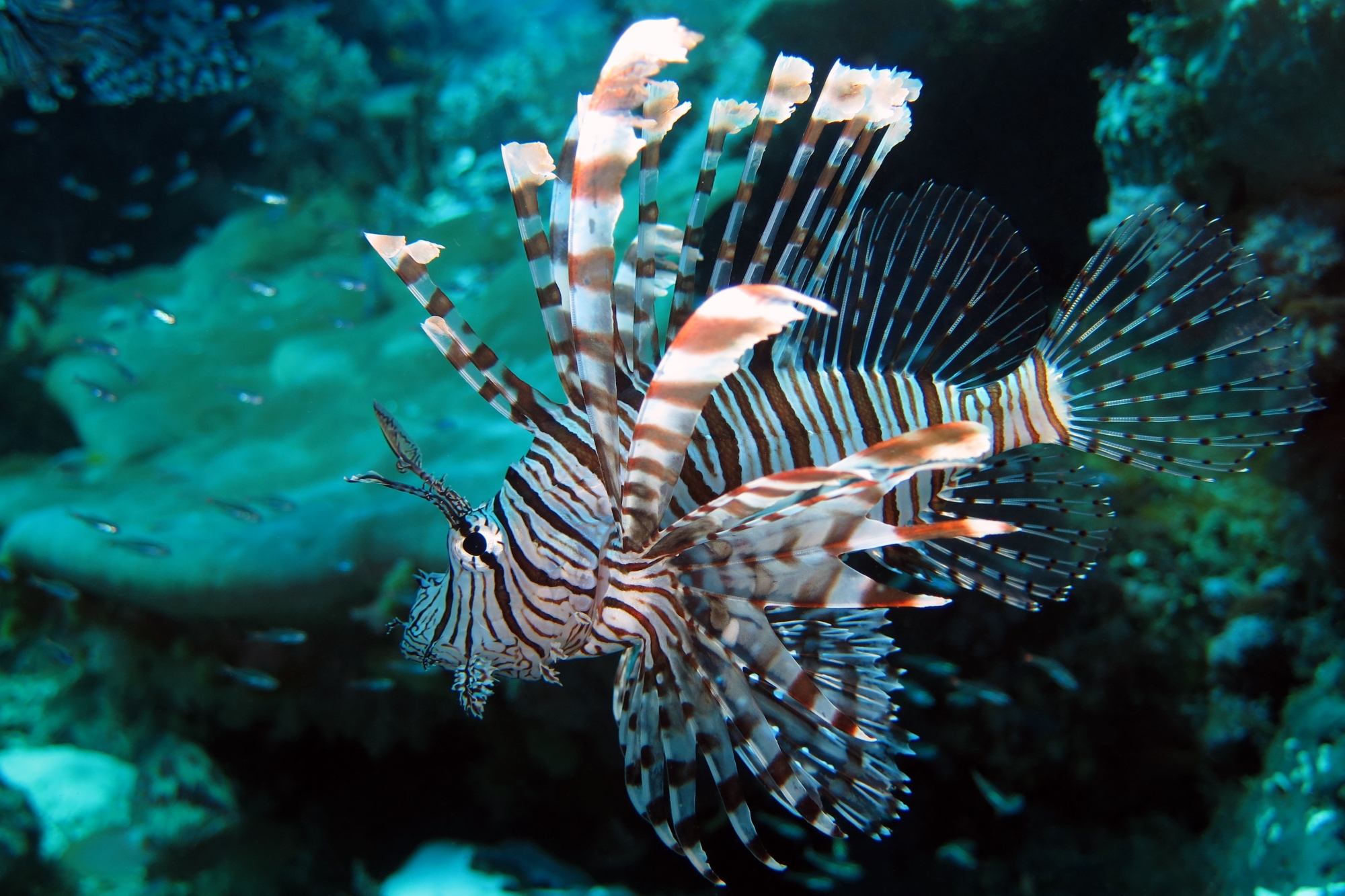 Pterois miles