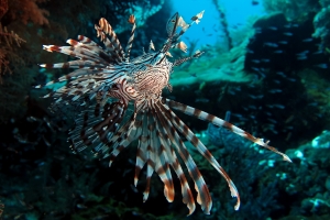 Pterois miles