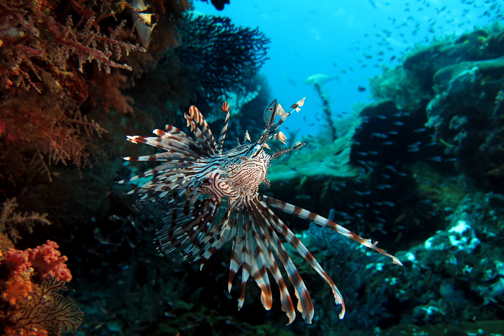 Pterois miles