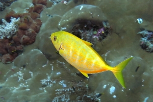 Carangoides bajad