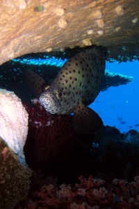 Cromileptes altivelis, Acropora sp.