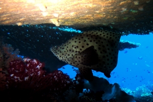 Cromileptes altivelis, Acropora sp.