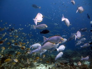 Acanthurus mata, Chromis scotochiloptera